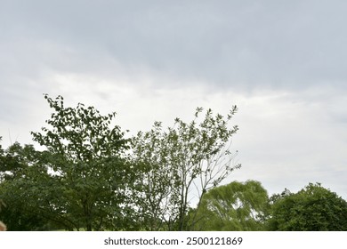 Clouds over trees in a field