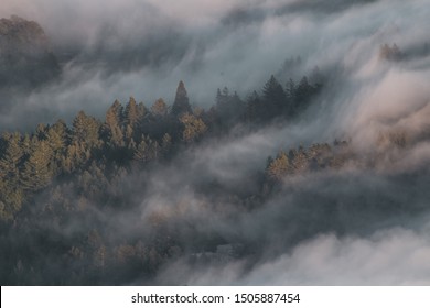 Clouds over trees on Mt. Tam in Marin County, Ca