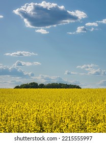 Clouds Over A Turnip Field