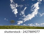 Clouds and pine, custer state park, south dakota, united states of america, north america