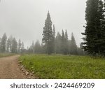 Clouds rolling through the firs along the gravel road leading up to Fairy Lake in the Bridger mountain range in Bozeman, Montana, on a cloudy snd rainy summer