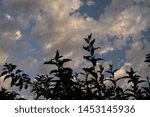 CLOUDS SEEN FROM A TREE