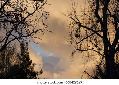 Clouds and Trees