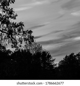 clouds and trees in black and white