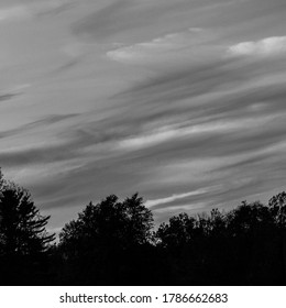 clouds and trees in black and white
