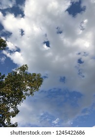 Clouds from under a tree