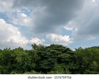 Cloudy above the trees in forest.