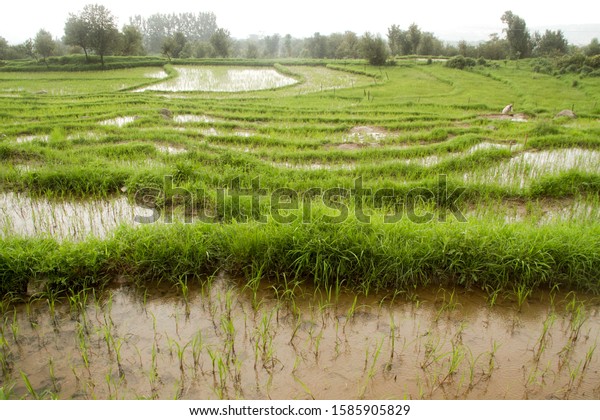 Cloudy day in the rice fields in Indian Dharamsala
while the water pools are filled with the rainy season.  Green
pastures divide the rice ponds.  small trees in the background
under white sky