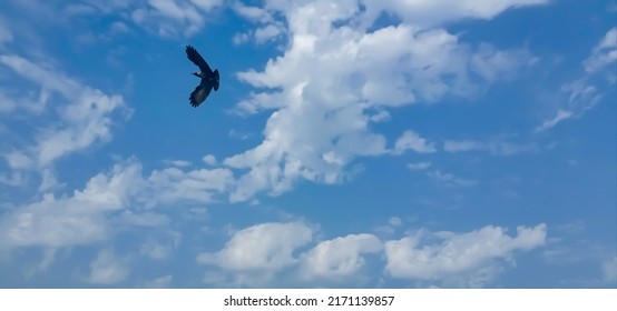 Cloudy Deep Blue Sky Background. Beautiful Blue Sky With Glowing Fluffy Soft White Clouds In Sunny Day. Elegant Cloudy Clear Blue Sky Texture, Wallpaper. Cumulus Clouds. Crow Is Flying In Air