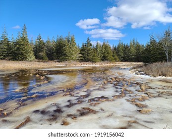 Cloudy Dirty, Partially Frozen, Murky Water In A Rocky Stream In The Middle Of The Wilderness. The Beautiful Scene Is In Nova Scotia, Canada. The Evergreen Forest And Tall Grasslands Are Surreal.