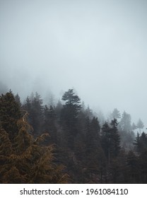 Cloudy Forest On Mountain Side.