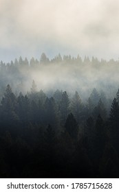 A cloudy forest treeline into the mist.