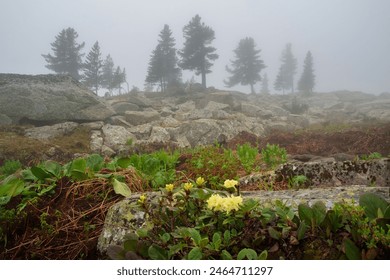 Cloudy mountain top steep thin forest. Mountains in the morning grey clouds, green spruce. Flowering rhododendrons. West Sayans, Russia in summer, magic place of power, peace and quiet, hiking concept