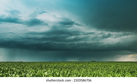 Cloudy Rainy Sky. Dramatic Sky With Dark Clouds In Rain Day. Storm And Clouds Above Summer Maize Corn Field. Time Lapse, Timelapse, Time-lapse. Hyper lapse 4K. Agricultural And Weather Forecast