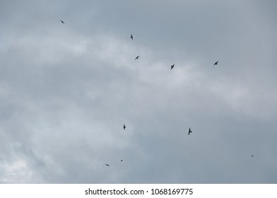 Cloudy sky and flying birds - Shutterstock ID 1068169775