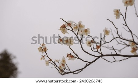 Cloudy sky and Japanese plum blossoms on a cold day.
