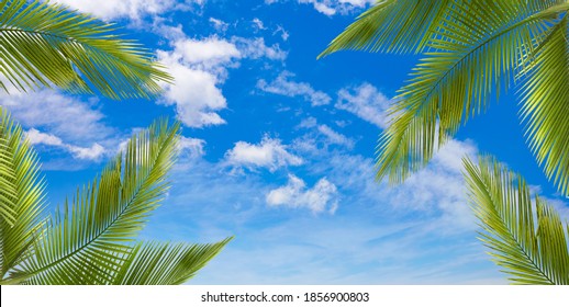 Cloudy Sky Landscape And Palm Branches