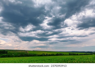 Cloudy sky over the field with sunflowers . Low clouds over the agricultural field