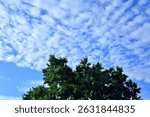 Cloudy sky over leafy tree