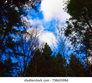 Cloudy Sky Through the Forest   