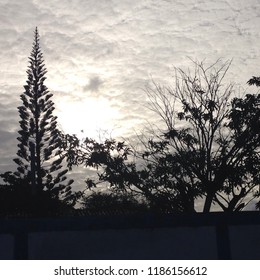 cloudy sky tree