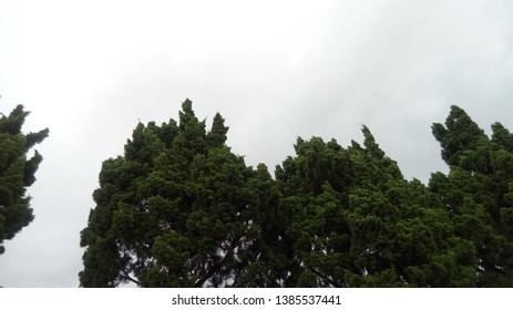 cloudy sky with tree leaves