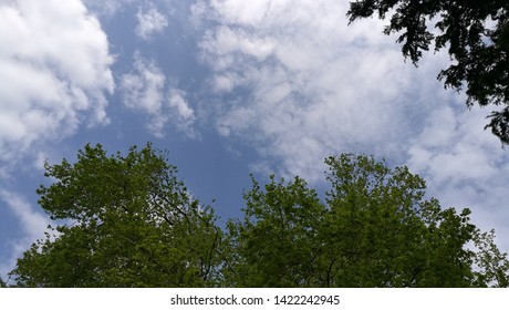 Cloudy sky and trees in the summer