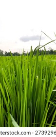 a cloudy sky view in front of rice plants, photo taken from the front position
