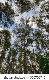 Cloudy summer sky through the trees in the forest