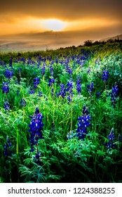 Cloudy Sunrise Over Lupine Field, Valley Of Elah