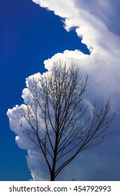 Cloudy tree twirled