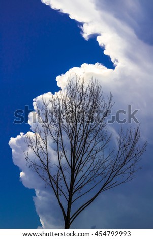 Cloudy tree twirled