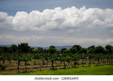 Cloudy in the vineyard