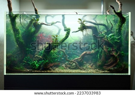 Cloudy water in aquarium. Bacterial bloom. Beautiful freshwater aquascape with live plants, Frodo stones, redmoor roots covered by java moss and a school of blue neon tetra fish.