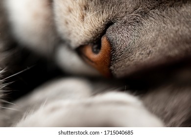 Clouse up the nose cat  - Shutterstock ID 1715040685