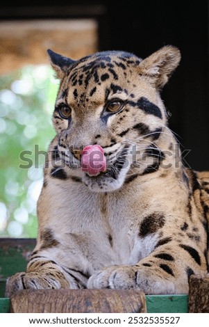clouse up portrait of clouded leopard