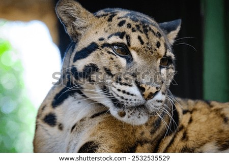 clouse up portrait of clouded leopard