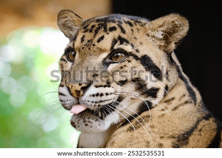 Similar – Foto Bild Nahaufnahme Frontporträt eines jungen, getrübten Leoparden