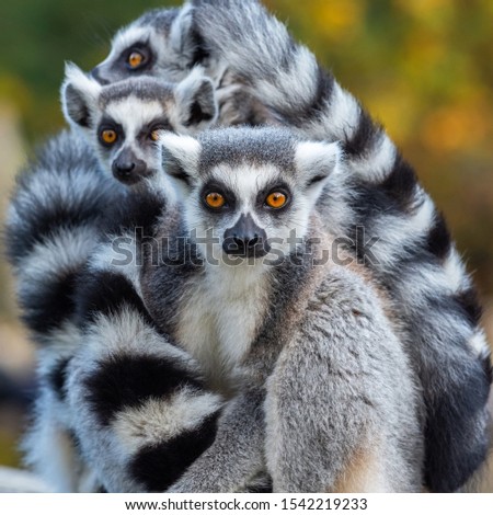 Clouse up Portrait of a Lemur Catta