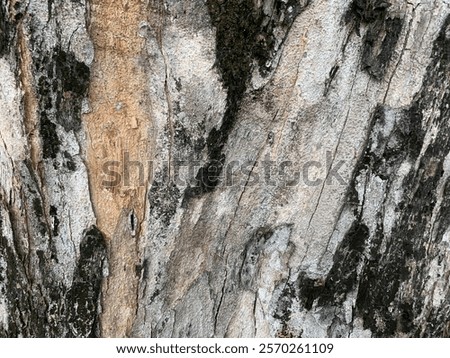 Clouse up the texture of old tree bark