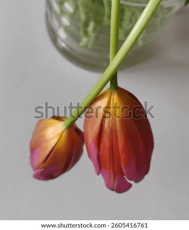 clouse - up, composition of two red tulips in vase on a wnite table back ground
