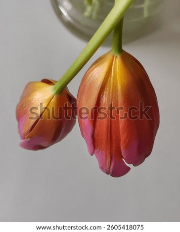 clouse - up, composition of two red tulips on a wnite table back ground