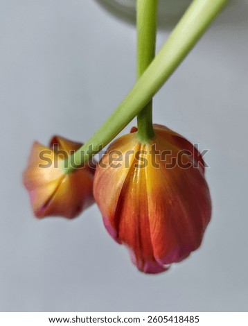 clouse - up, composition of two red tulips on a wnite table back ground