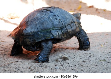 539 Asian Giant Tortoise Images, Stock Photos & Vectors | Shutterstock