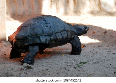 539 Asian Giant Tortoise Images, Stock Photos & Vectors | Shutterstock