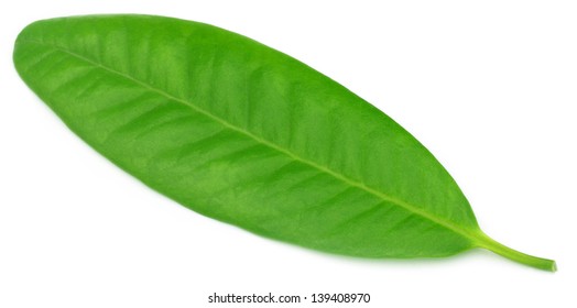 Clove Leaf Over White Background