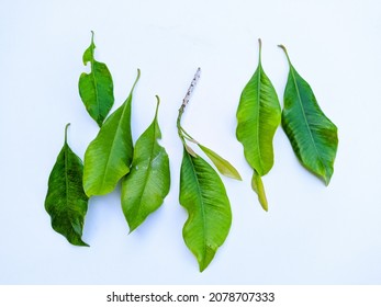 Clove Leaf Photo On A White Background.  Photo Category Types Of Plant Foliage