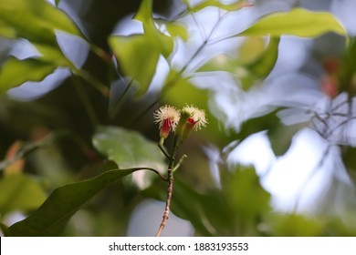 Clove Spice On The Tree