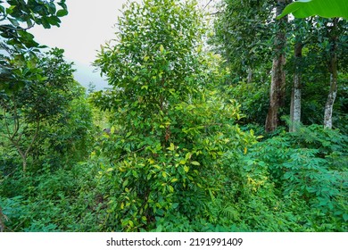 Clove Tree In The Garden