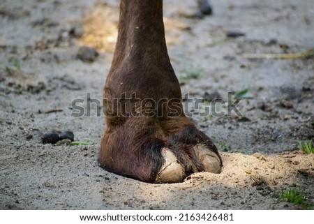 the cloven hoof of a biungulate animal on a background of wet sand